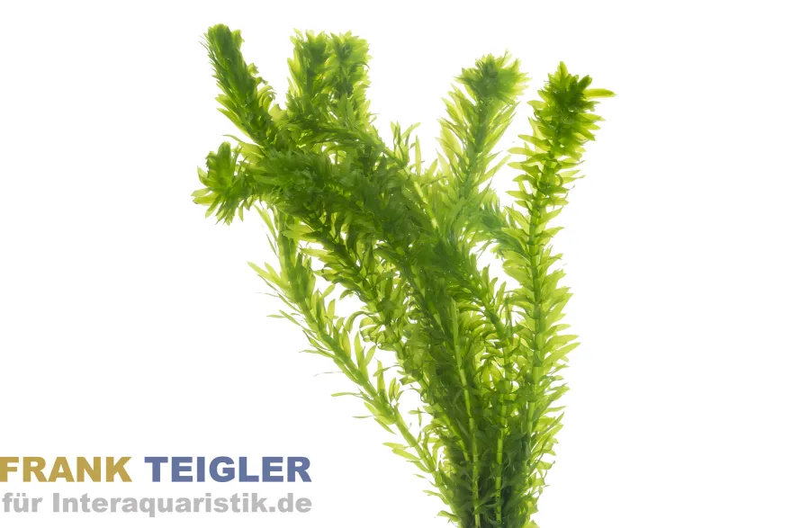 Kanadische Wasserpest, Elodea canadensis, Topf