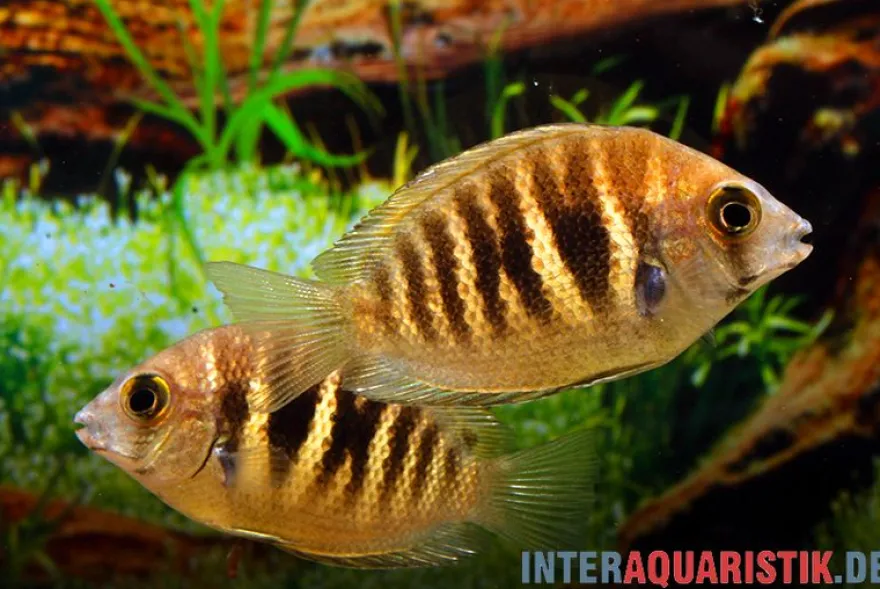 Kanara Buntbarsch, Etroplus canarensis, 6-8 cm