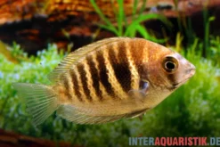 Kanara Buntbarsch, Etroplus canarensis, 6-8 cm