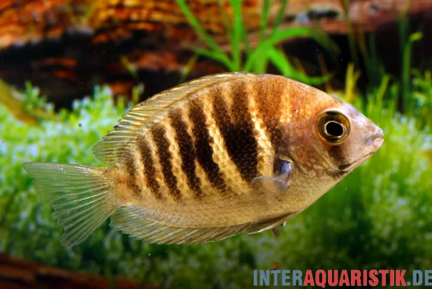 Kanara Buntbarsch, Etroplus canarensis, 6-8 cm