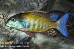 Kande Sandbuntbarsch, Lethrinops albus Kande Island, 4-5 cm