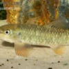 Kangal-Knabberfisch, Garra rufa