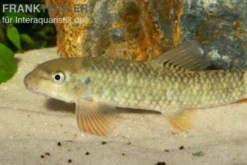 Kangal-Knabberfisch, Garra rufa