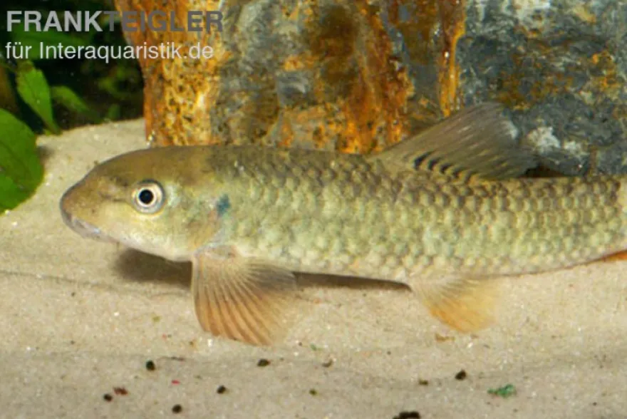 Kangal-Knabberfisch, Garra rufa