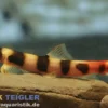 Kapuasschmerle, Kapuasia falaris (Ringel-Schmerle)