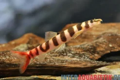 Kapuasschmerle, Kapuasia falaris (Ringel-Schmerle)