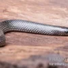 Kap-Wolfsnatter, Lycophidion capense