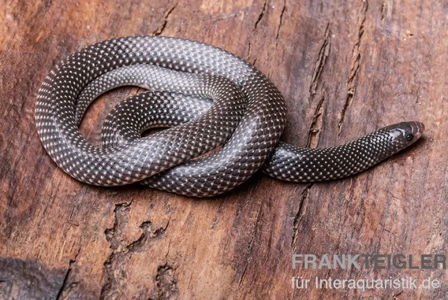 Kap-Wolfsnatter, Lycophidion capense
