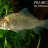 Karausche, Carassius carassius, 7-9 cm (Kaltwasser)
