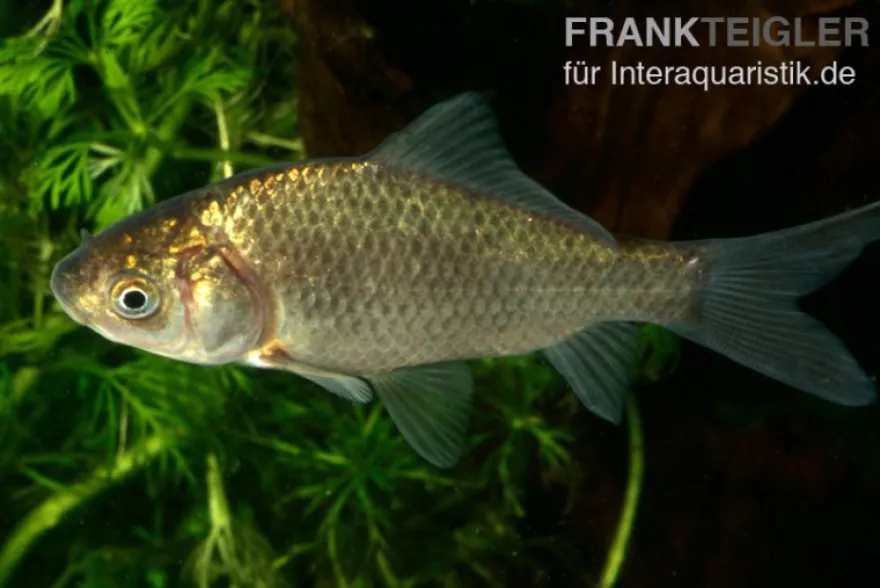 Karausche, Carassius carassius, 7-9 cm (Kaltwasser)