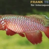 Kardinal-Prachtkärpfling, Nothobranchius cardinalis, DNZ
