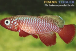 Kardinal-Prachtkärpfling, Nothobranchius cardinalis, DNZ
