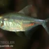 Karfunkelsalmler, Hemigrammus pulcher