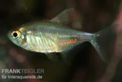 Karfunkelsalmler, Hemigrammus pulcher