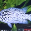 Karibikbuntbarsch, Nandopsis tetracanthus