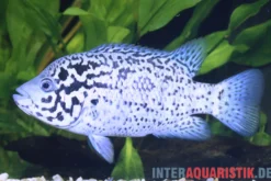 Karibikbuntbarsch, Nandopsis tetracanthus