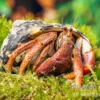 Karibik-Einsiedlerkrebs, Coenobita clypeatus
