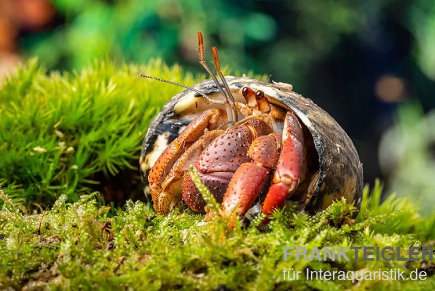 Karibik-Einsiedlerkrebs, Coenobita clypeatus
