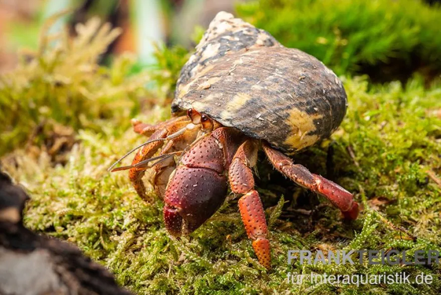 Karibik-Einsiedlerkrebs, Coenobita clypeatus