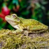 Karibik-Laubfrosch, Osteopilus septentrionalis
