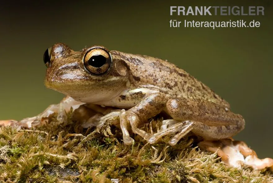 Karibik-Laubfrosch, Osteopilus septentrionalis