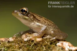 Karibik-Laubfrosch, Osteopilus septentrionalis