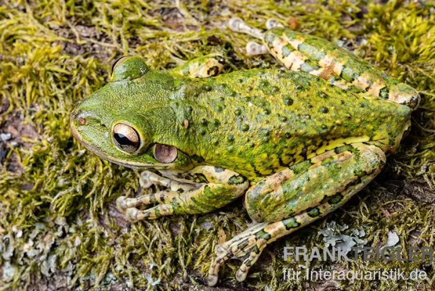 Karibik-Laubfrosch, Osteopilus septentrionalis
