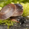 Karibische Landschnecke, Caracolus excellens