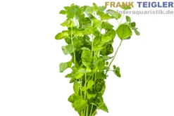 Karibische Minze, Micromeria brownei, im Topf