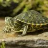 Karibische Schmuckschildkröte, Trachemys venusta