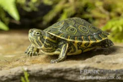 Karibische Schmuckschildkröte, Trachemys venusta