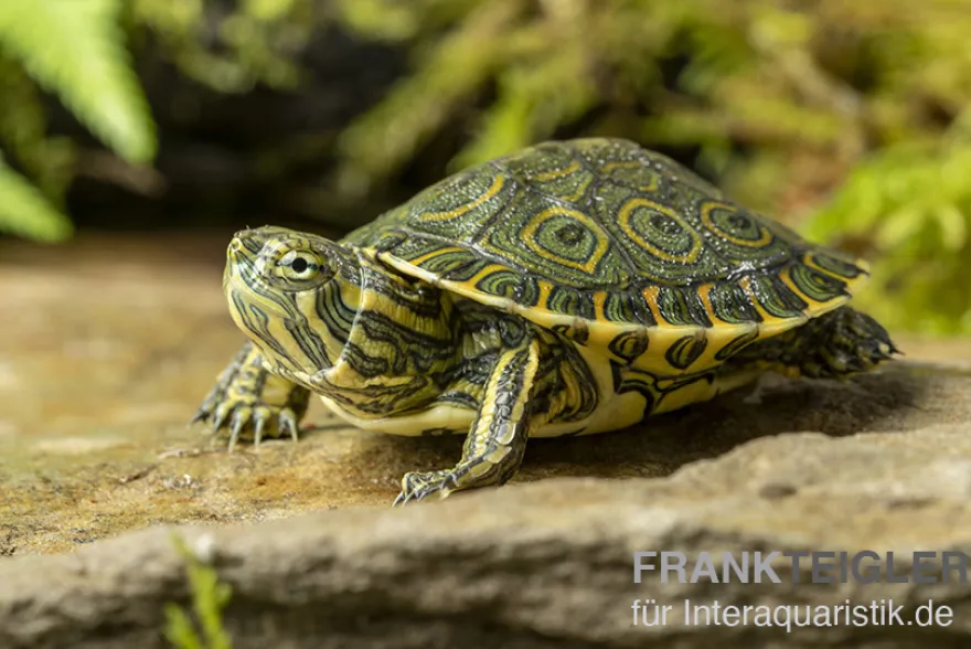 Karibische Schmuckschildkröte, Trachemys venusta