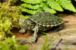 Karibische Schmuckschildkröte, Trachemys venusta