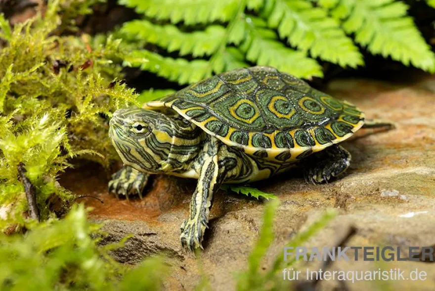 Karibische Schmuckschildkröte, Trachemys venusta