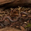 Kastanie-Tessera-Kornnatter, Pantherophis guttatus