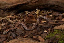Kastanie-Tessera-Kornnatter, Pantherophis guttatus