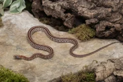 Kastanie-Tessera-Kornnatter, Pantherophis guttatus