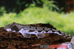 Katzenaugenschmerle, Canthophrys gongota