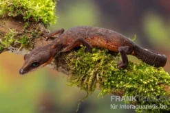Katzengecko, Aeluroscalabotes felinus