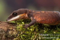 Katzengecko, Aeluroscalabotes felinus
