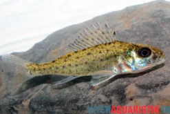 Kaulbarsch, Gymnocephalus cernua, 7-10 cm (Kaltwasser)