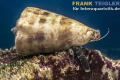 Kegelfechterschnecke, Conomurex luhuanus