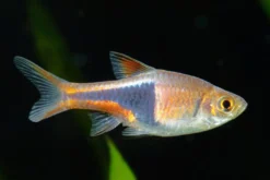 Keilfleckbarbe, Rasbora heteromorpha, DNZ