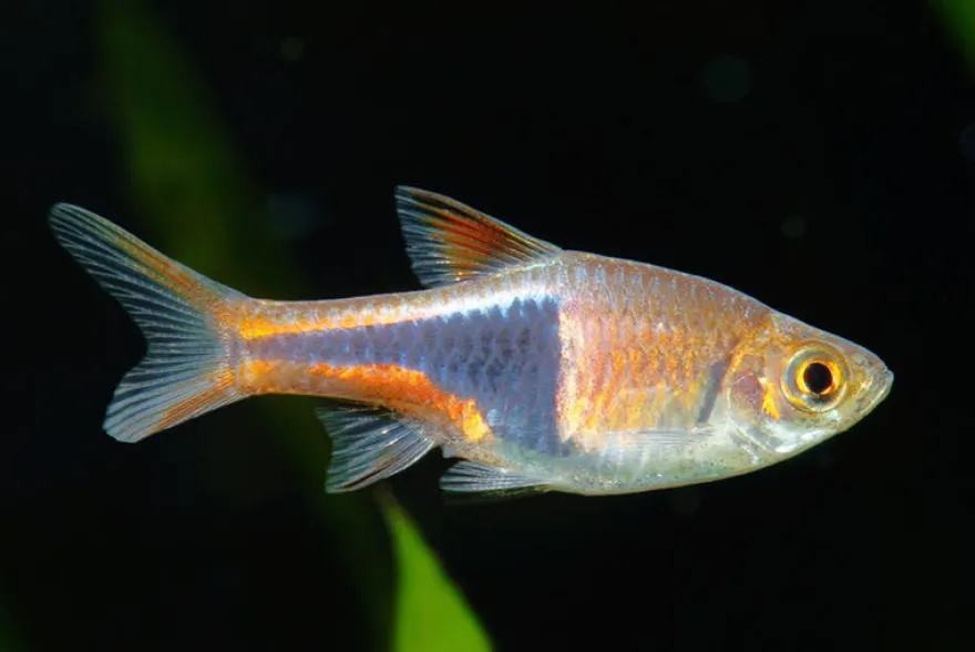 Keilfleckbarbe, Rasbora heteromorpha, DNZ