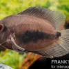 Keilfleckbuntbarsch, Uaru amphiacanthoides