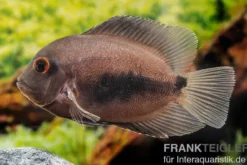 Keilfleckbuntbarsch, Uaru amphiacanthoides