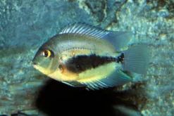 Keilfleckbuntbarsch, Uaru amphiacanthoides