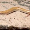 Keilschleiche, Chalcides sepsoides