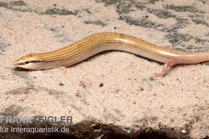 Keilschleiche, Chalcides sepsoides