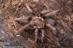 Kenia-Riesenvogelspinne, Pelinobius muticus XL